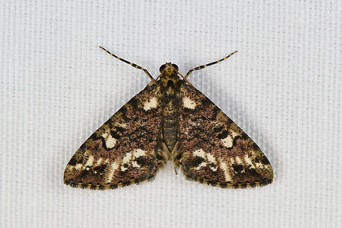 Ennominae, Minggre, Arfak Mountains, Papua  Arfak Mountains,Australia (continent),Geotagged,Indonesia,Minggre,New Guinea,Papua,Papua 2023,Spring,Vogelkop,West Papua,Western New Guinea