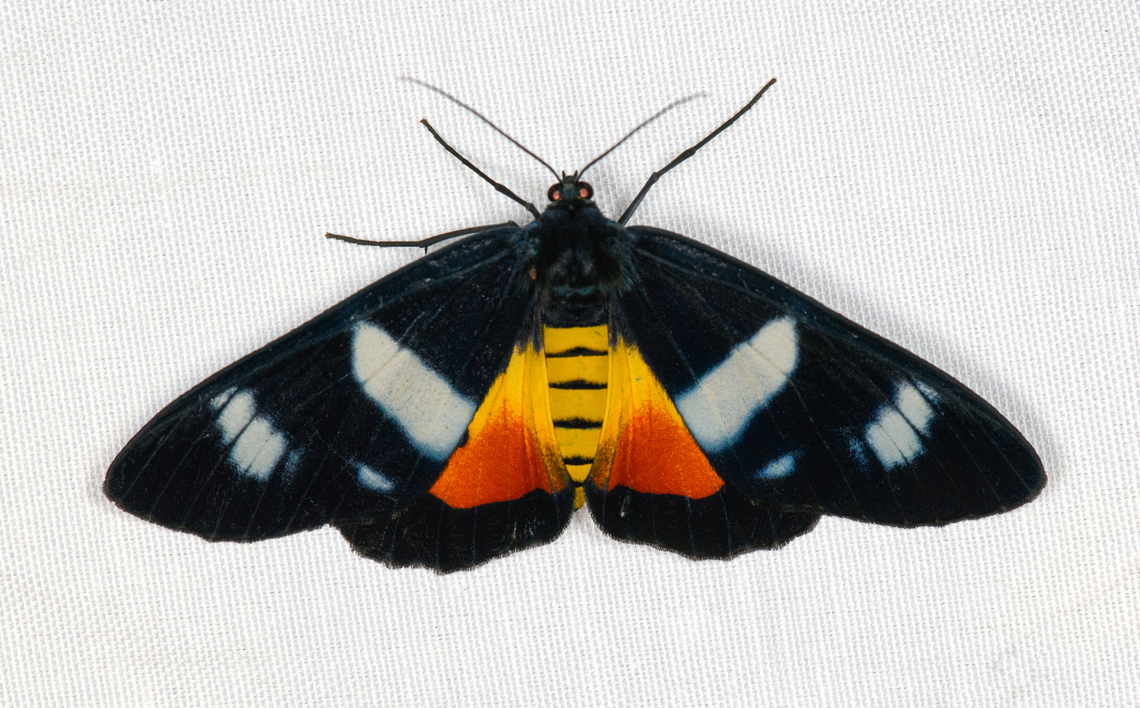 Callhistia dohertyi, Minggre, Arfak Mountains, Papua  Arfak Mountains,Australia (continent),Callhistia dohertyi,Geotagged,Indonesia,Minggre,New Guinea,Papua,Papua 2023,Spring,Vogelkop,West Papua,Western New Guinea