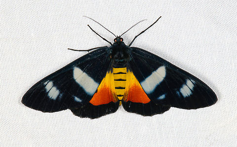 Callhistia dohertyi, Minggre, Arfak Mountains, Papua  Arfak Mountains,Australia (continent),Callhistia dohertyi,Geotagged,Indonesia,Minggre,New Guinea,Papua,Papua 2023,Spring,Vogelkop,West Papua,Western New Guinea