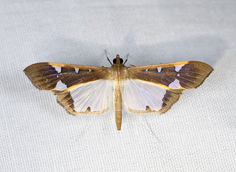 Tipuliforma triangulalis, Minggre, Arfak Mountains, Papua Looks similar to Maruca vitrata, but I don't think it's a full match. Glyphodes sp. also has candidates. Arfak Mountains,Australia (continent),Geotagged,Indonesia,Minggre,New Guinea,Papua,Papua 2023,Spring,Tipuliforma,Tipuliforma triangulalis,Vogelkop,West Papua,Western New Guinea