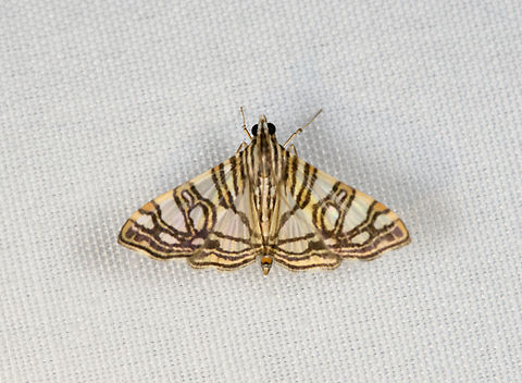 Glyphodes multilinealis, Minggre, Arfak Mountains, Papua  Arfak Mountains,Australia (continent),Geotagged,Glyphodes multilinealis,Indonesia,Minggre,New Guinea,Papua,Papua 2023,Spring,Vogelkop,West Papua,Western New Guinea