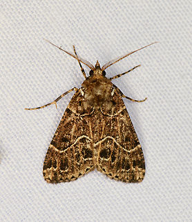 Tolmera albibasalis, Minggre, Arfak Mountains, Papua  Arfak Mountains,Australia (continent),Geotagged,Indonesia,Minggre,New Guinea,Papua,Papua 2023,Spring,Tolmera albibasalis,Vogelkop,West Papua,Western New Guinea