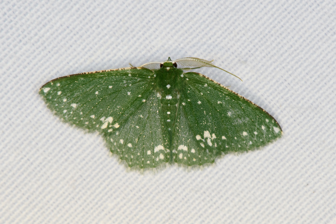 Prasinocyma scintillans, Minggre, Arfak Mountains, Papua  Arfak Mountains,Australia (continent),Geotagged,Indonesia,Minggre,New Guinea,Papua,Papua 2023,Prasinocyma scintillans,Spring,Vogelkop,West Papua,Western New Guinea