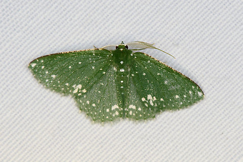 Prasinocyma scintillans, Minggre, Arfak Mountains, Papua  Arfak Mountains,Australia (continent),Geotagged,Indonesia,Minggre,New Guinea,Papua,Papua 2023,Prasinocyma scintillans,Spring,Vogelkop,West Papua,Western New Guinea