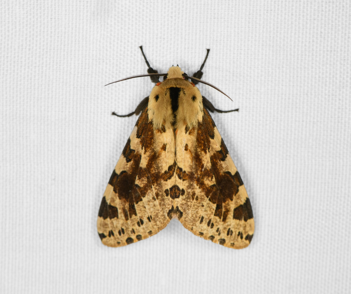 Spilosoma dinawa, Minggre, Arfak Mountains, Papua  Arfak Mountains,Australia (continent),Geotagged,Indonesia,Minggre,New Guinea,Papua,Papua 2023,Spilarctia dinawa,Spring,Vogelkop,West Papua,Western New Guinea