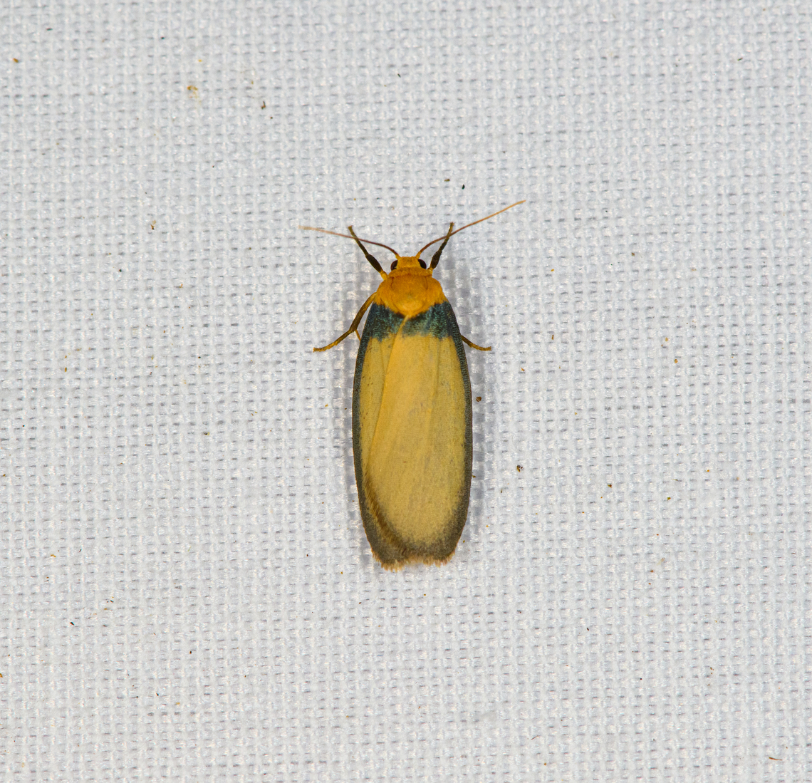 Lambulosia gemmata, Minggre, Arfak Mountains, Papua  Arfak Mountains,Australia (continent),Geotagged,Indonesia,Lambulosia gemmata,Minggre,New Guinea,Papua,Papua 2023,Spring,Vogelkop,West Papua,Western New Guinea