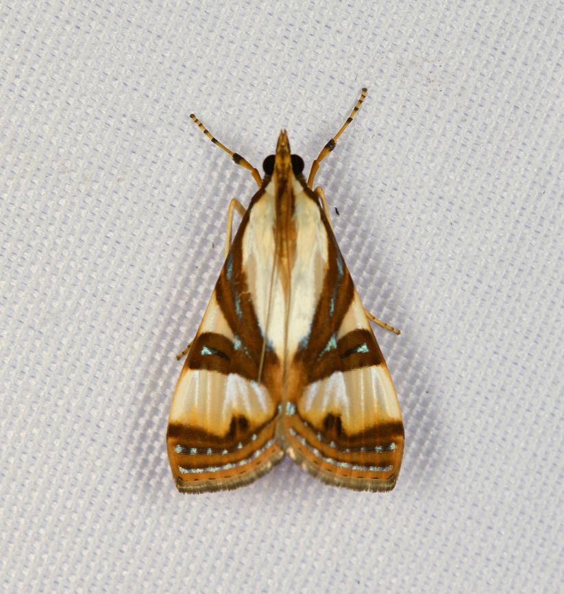 Glyphodes exquisitalis, Minggre, Arfak Mountains, Papua  Arfak Mountains,Australia (continent),Geotagged,Indonesia,Minggre,New Guinea,Papua,Papua 2023,Spring,Talanga exquisitalis,Vogelkop,West Papua,Western New Guinea