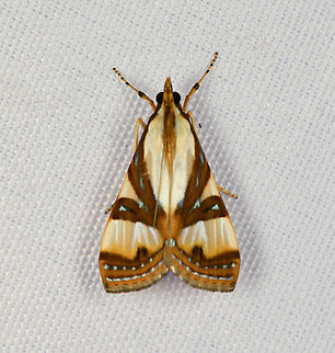 Glyphodes exquisitalis, Minggre, Arfak Mountains, Papua  Arfak Mountains,Australia (continent),Geotagged,Indonesia,Minggre,New Guinea,Papua,Papua 2023,Spring,Talanga exquisitalis,Vogelkop,West Papua,Western New Guinea