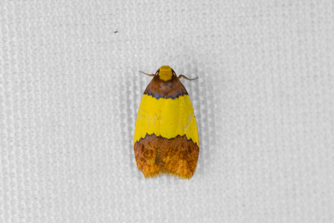 Stenoscaptia aroa, Minggre, Arfak Mountains, Papua  Arfak Mountains,Australia (continent),Geotagged,Indonesia,Minggre,New Guinea,Papua,Papua 2023,Spring,Stenoscaptia aroa,Vogelkop,West Papua,Western New Guinea