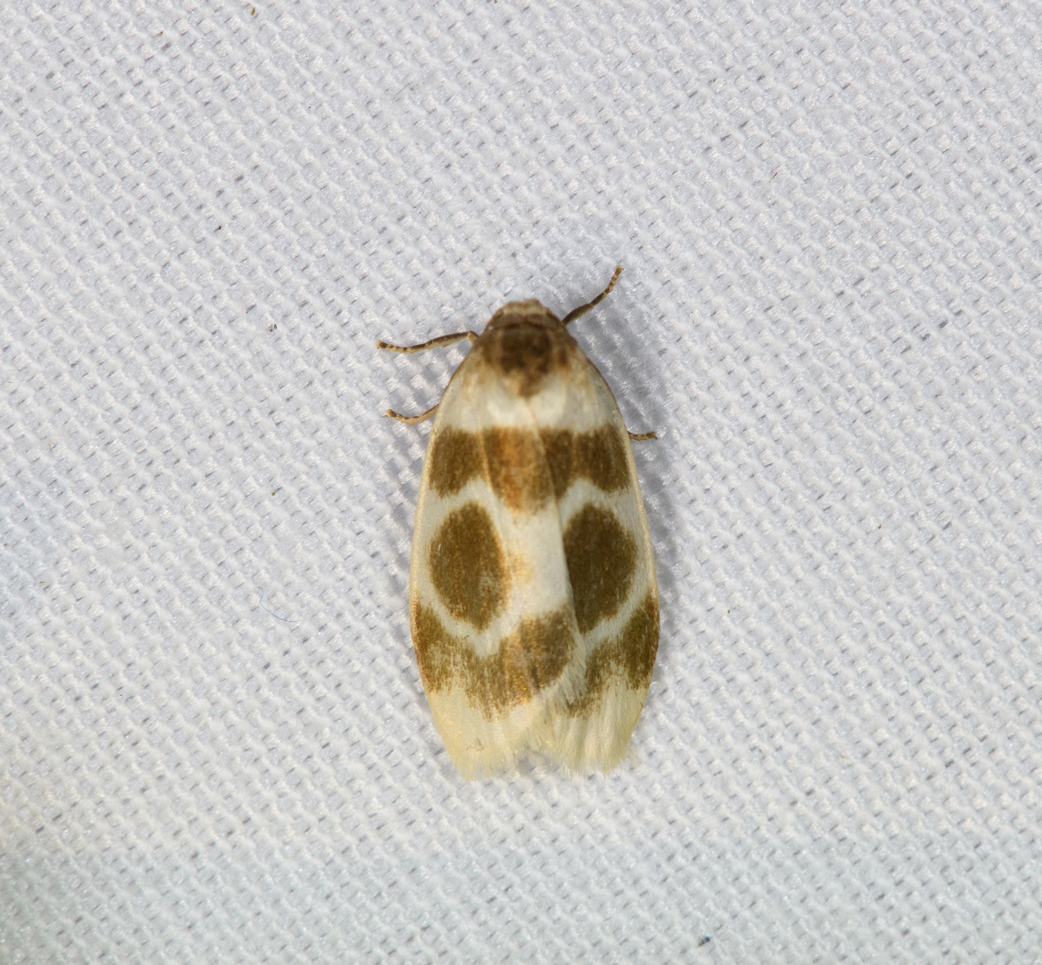 Lambulodes brunneomarginata, Minggre, Arfak Mountains, Papua Tentative ID, see discussion in comments. Arfak Mountains,Australia (continent),Geotagged,Indonesia,Lambulodes brunneomarginata,Minggre,New Guinea,Papua,Papua 2023,Spring,Vogelkop,West Papua,Western New Guinea