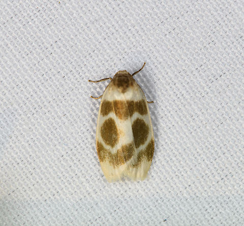 Lambulodes brunneomarginata