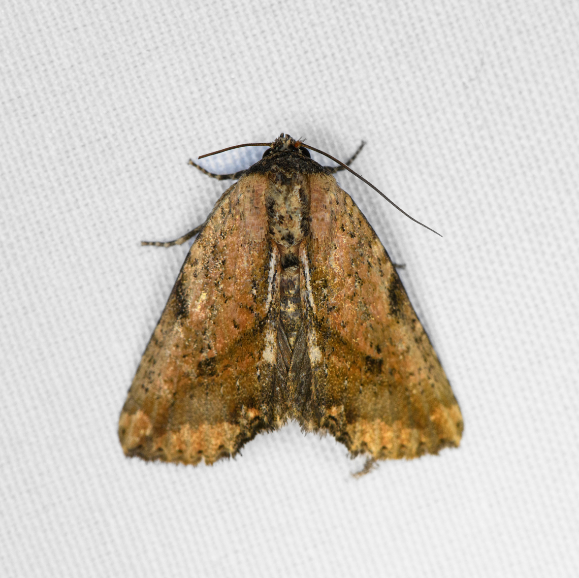 Bagada sp., Minggre, Arfak Mountains, Papua  Arfak Mountains,Australia (continent),Geotagged,Indonesia,Minggre,New Guinea,Papua,Papua 2023,Spring,Vogelkop,West Papua,Western New Guinea