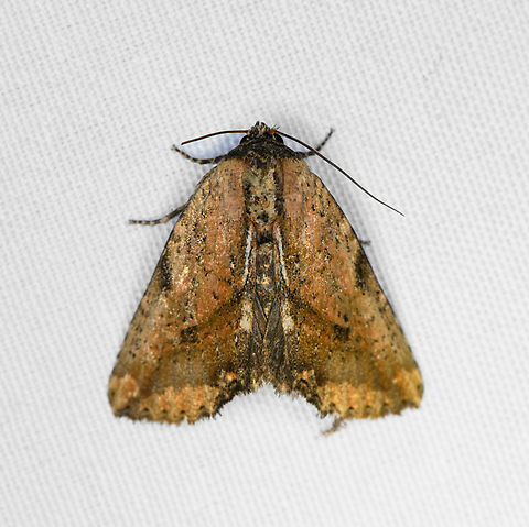 Bagada sp., Minggre, Arfak Mountains, Papua  Arfak Mountains,Australia (continent),Geotagged,Indonesia,Minggre,New Guinea,Papua,Papua 2023,Spring,Vogelkop,West Papua,Western New Guinea