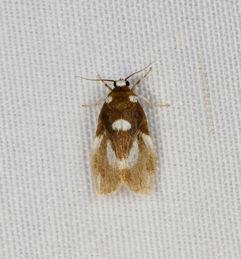 Garudinodes trizona, Minggre, Arfak Mountains, Papua  Arfak Mountains,Australia (continent),Garudinodes trizona,Geotagged,Indonesia,Minggre,New Guinea,Papua,Papua 2023,Spring,Vogelkop,West Papua,Western New Guinea