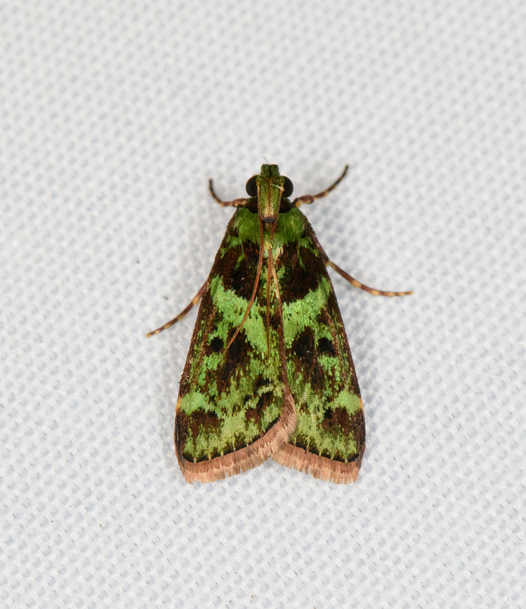 Epipaschiinae, Minggre, Arfak Mountains, Papua  Arfak Mountains,Australia (continent),Geotagged,Indonesia,Minggre,New Guinea,Papua,Papua 2023,Spring,Vogelkop,West Papua,Western New Guinea