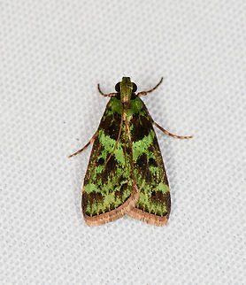 Epipaschiinae, Minggre, Arfak Mountains, Papua  Arfak Mountains,Australia (continent),Geotagged,Indonesia,Minggre,New Guinea,Papua,Papua 2023,Spring,Vogelkop,West Papua,Western New Guinea