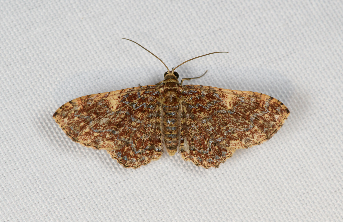 Unknown Moth, Minggre, Arfak Mountains, Papua  Arfak Mountains,Australia (continent),Geotagged,Indonesia,Minggre,New Guinea,Papua,Papua 2023,Spring,Vogelkop,West Papua,Western New Guinea