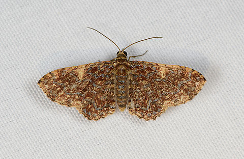 Unknown Moth, Minggre, Arfak Mountains, Papua  Arfak Mountains,Australia (continent),Geotagged,Indonesia,Minggre,New Guinea,Papua,Papua 2023,Spring,Vogelkop,West Papua,Western New Guinea