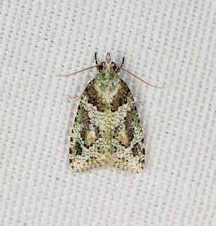 Tortricidae  Moth, Minggre, Arfak Mountains, Papua Tiny, only a few mm. Arfak Mountains,Australia (continent),Geotagged,Indonesia,Minggre,New Guinea,Papua,Papua 2023,Spring,Vogelkop,West Papua,Western New Guinea