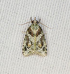 Tortricidae  Moth, Minggre, Arfak Mountains, Papua Tiny, only a few mm. Arfak Mountains,Australia (continent),Geotagged,Indonesia,Minggre,New Guinea,Papua,Papua 2023,Spring,Vogelkop,West Papua,Western New Guinea