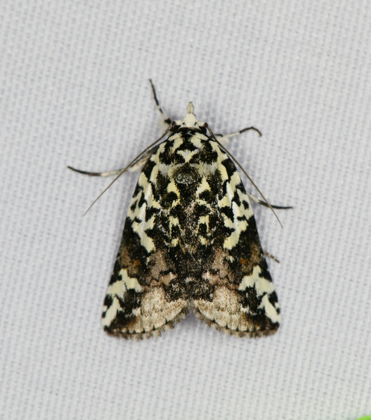 Nycteola kebea, Minggre, Arfak Mountains, Papua  Arfak Mountains,Australia (continent),Geotagged,Indonesia,Minggre,New Guinea,Nycteola kebea,Papua,Papua 2023,Spring,Vogelkop,West Papua,Western New Guinea