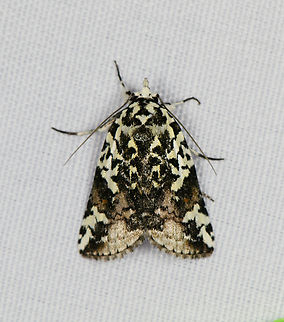 Nycteola kebea, Minggre, Arfak Mountains, Papua  Arfak Mountains,Australia (continent),Geotagged,Indonesia,Minggre,New Guinea,Nycteola kebea,Papua,Papua 2023,Spring,Vogelkop,West Papua,Western New Guinea