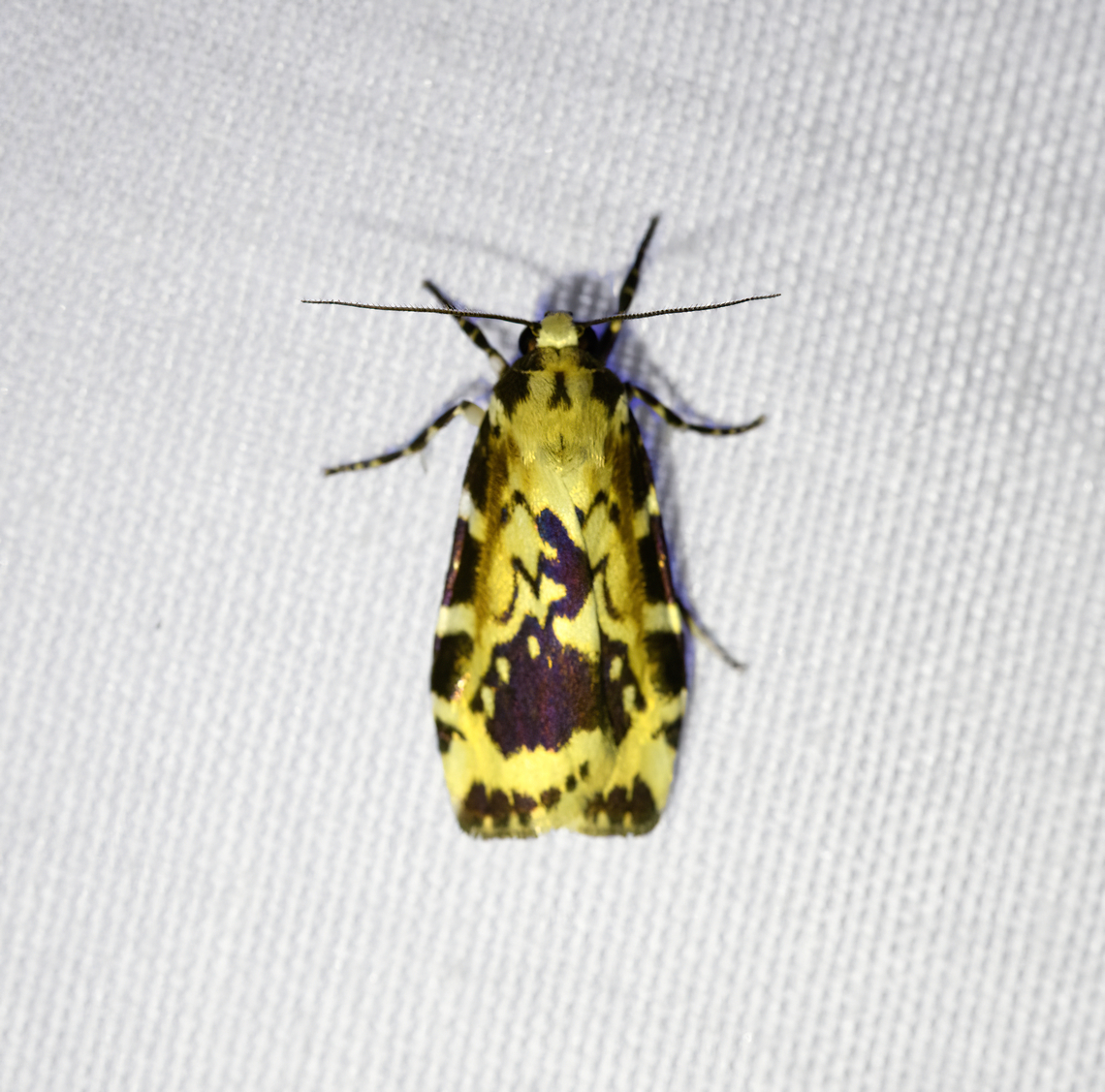 Cyana nigroplagata (female), Minggre, Arfak Mountains, Papua Looks similar to this other species:<br />
<figure class="photo"><a href="https://www.jungledragon.com/image/157600/cyana_nigroplagata_male_minggre_arfak_mountains_papua.html" title="Cyana nigroplagata (male), Minggre, Arfak Mountains, Papua"><img src="https://s3.amazonaws.com/media.jungledragon.com/images/2/157600_thumb.jpg?AWSAccessKeyId=05GMT0V3GWVNE7GGM1R2&Expires=1769040010&Signature=sCB20myYUvLCJVGGPWpJ1m6M6PU%3D" width="140" height="152" alt="Cyana nigroplagata (male), Minggre, Arfak Mountains, Papua  Arfak Mountains,Australia (continent),Cyana nigroplagata,Geotagged,Indonesia,Minggre,New Guinea,Papua,Papua 2023,Spring,Vogelkop,West Papua,Western New Guinea" /></a></figure> Arfak Mountains,Australia (continent),Cyana nigroplagata,Geotagged,Indonesia,Minggre,New Guinea,Papua,Papua 2023,Spring,Vogelkop,West Papua,Western New Guinea