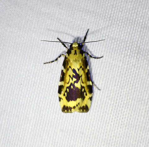 Cyana nigroplagata (female), Minggre, Arfak Mountains, Papua Looks similar to this other species:
https://www.jungledragon.com/image/157600/cyana_nigroplagata_minggre_arfak_mountains_papua.html Arfak Mountains,Australia (continent),Cyana nigroplagata,Geotagged,Indonesia,Minggre,New Guinea,Papua,Papua 2023,Spring,Vogelkop,West Papua,Western New Guinea