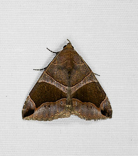 Bastilla copidiphora