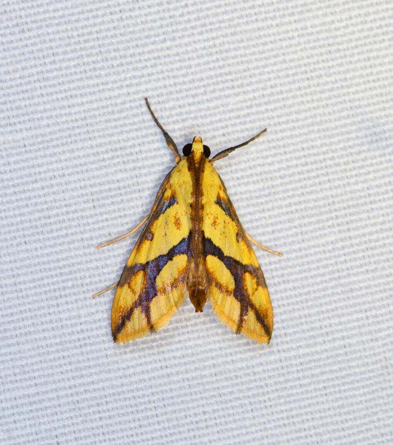 Aiyura linoptera, Minggre, Arfak Mountains, Papua Intrigued by this one. Aiyura linoptera,Arfak Mountains,Australia (continent),Geotagged,Indonesia,Minggre,New Guinea,Papua,Papua 2023,Spring,Vogelkop,West Papua,Western New Guinea