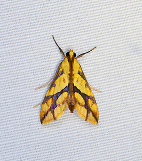 Aiyura linoptera, Minggre, Arfak Mountains, Papua Intrigued by this one. Aiyura linoptera,Arfak Mountains,Australia (continent),Geotagged,Indonesia,Minggre,New Guinea,Papua,Papua 2023,Spring,Vogelkop,West Papua,Western New Guinea