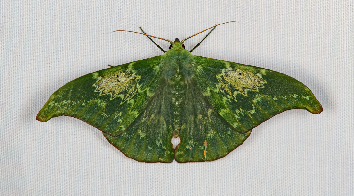 Tanaorhinus unipuncta, Minggre, Arfak Mountains, Papua Camouflage on the upper side, sexy on the underside:<br />
<figure class="photo"><a href="https://www.jungledragon.com/image/157698/tanaorhinus_unipuncta_-_side_view_minggre_arfak_mountains_papua.html" title="Tanaorhinus unipuncta - side view, Minggre, Arfak Mountains, Papua"><img src="https://s3.amazonaws.com/media.jungledragon.com/images/2/157698_thumb.jpg?AWSAccessKeyId=05GMT0V3GWVNE7GGM1R2&Expires=1759968010&Signature=xuqsDHh5yBqqd8Jt7bX3iFR%2Ff48%3D" width="200" height="118" alt="Tanaorhinus unipuncta - side view, Minggre, Arfak Mountains, Papua https://www.jungledragon.com/image/157697/tanaorhinus_unipuncta_minggre_arfak_mountains_papua.html Arfak Mountains,Australia (continent),Geotagged,Indonesia,Minggre,New Guinea,Papua,Papua 2023,Spring,Tanaorhinus unipuncta,Vogelkop,West Papua,Western New Guinea" /></a></figure> Arfak Mountains,Australia (continent),Geotagged,Indonesia,Minggre,New Guinea,Papua,Papua 2023,Spring,Tanaorhinus unipuncta,Vogelkop,West Papua,Western New Guinea