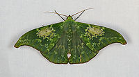 Tanaorhinus unipuncta, Minggre, Arfak Mountains, Papua Camouflage on the upper side, sexy on the underside:<br />
https://www.jungledragon.com/image/157698/tanaorhinus_unipuncta_-_side_view_minggre_arfak_mountains_papua.html Arfak Mountains,Australia (continent),Geotagged,Indonesia,Minggre,New Guinea,Papua,Papua 2023,Spring,Tanaorhinus unipuncta,Vogelkop,West Papua,Western New Guinea
