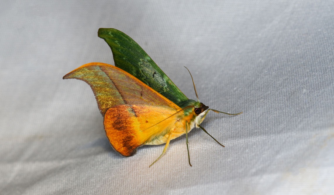 Tanaorhinus unipuncta - side view, Minggre, Arfak Mountains, Papua <figure class="photo"><a href="https://www.jungledragon.com/image/157697/tanaorhinus_unipuncta_minggre_arfak_mountains_papua.html" title="Tanaorhinus unipuncta, Minggre, Arfak Mountains, Papua"><img src="https://s3.amazonaws.com/media.jungledragon.com/images/2/157697_thumb.jpg?AWSAccessKeyId=05GMT0V3GWVNE7GGM1R2&Expires=1759968010&Signature=1nSmFCSNF25owNhZ2i%2BpIFgKwc4%3D" width="200" height="112" alt="Tanaorhinus unipuncta, Minggre, Arfak Mountains, Papua Camouflage on the upper side, sexy on the underside:<br />
https://www.jungledragon.com/image/157698/tanaorhinus_unipuncta_-_side_view_minggre_arfak_mountains_papua.html Arfak Mountains,Australia (continent),Geotagged,Indonesia,Minggre,New Guinea,Papua,Papua 2023,Spring,Tanaorhinus unipuncta,Vogelkop,West Papua,Western New Guinea" /></a></figure> Arfak Mountains,Australia (continent),Geotagged,Indonesia,Minggre,New Guinea,Papua,Papua 2023,Spring,Tanaorhinus unipuncta,Vogelkop,West Papua,Western New Guinea