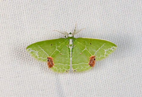 Protuliocnemis biplagiata, Minggre, Arfak Mountains, Papua  Arfak Mountains,Australia (continent),Geotagged,Indonesia,Minggre,New Guinea,Papua,Papua 2023,Protuliocnemis biplagiata,Spring,Vogelkop,West Papua,Western New Guinea