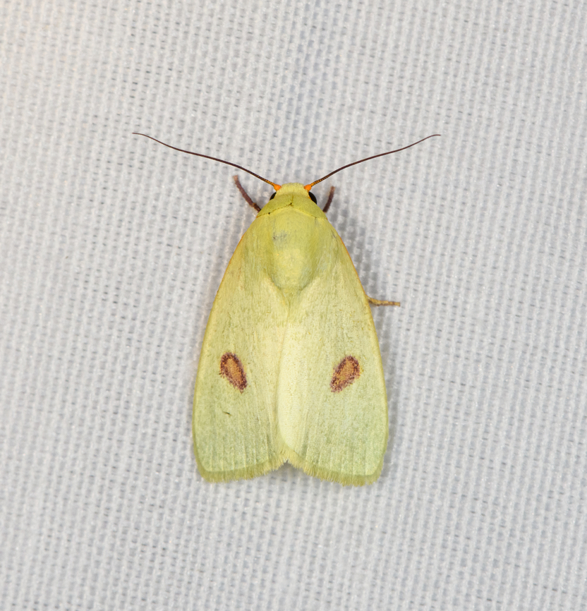 Earias rufopunctata, Minggre, Arfak Mountains, Papua  Arfak Mountains,Australia (continent),Earias rufopunctata,Geotagged,Indonesia,Minggre,New Guinea,Papua,Papua 2023,Spring,Vogelkop,West Papua,Western New Guinea