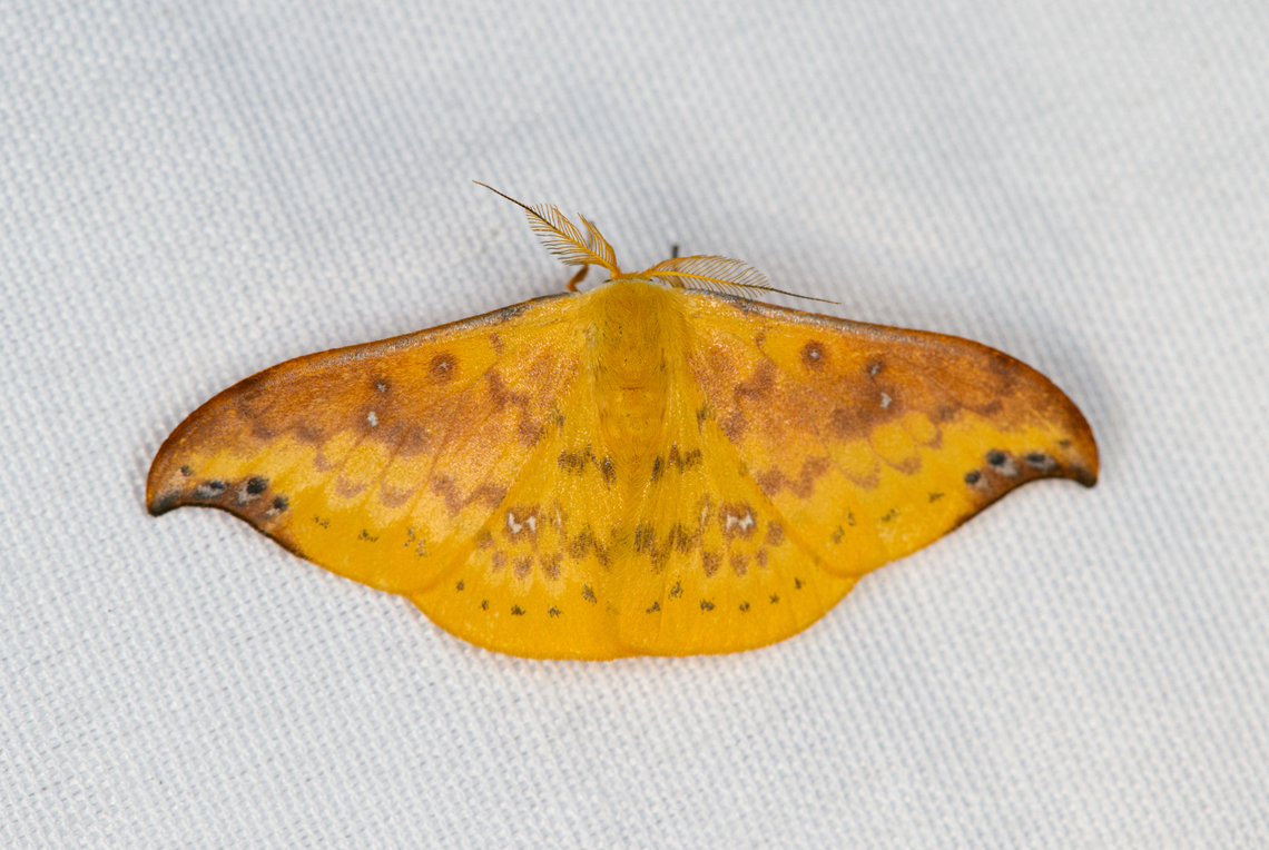 Tridrepana examplata, Minggre, Arfak Mountains, Papua  Arfak Mountains,Australia (continent),Geotagged,Indonesia,Minggre,New Guinea,Papua,Papua 2023,Spring,Tridrepana examplata,Vogelkop,West Papua,Western New Guinea