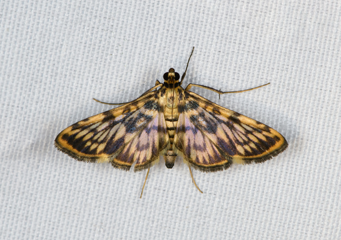 Rhimphalea sceletalis, Minggre, Arfak Mountains, Papua  Arfak Mountains,Australia (continent),Geotagged,Indonesia,Minggre,New Guinea,Papua,Papua 2023,Rhimphalea sceletalis,Spring,Vogelkop,West Papua,Western New Guinea