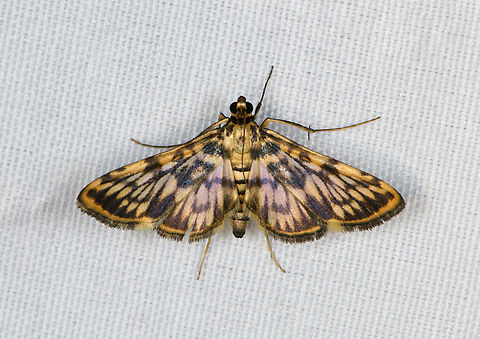 Rhimphalea sceletalis, Minggre, Arfak Mountains, Papua  Arfak Mountains,Australia (continent),Geotagged,Indonesia,Minggre,New Guinea,Papua,Papua 2023,Rhimphalea sceletalis,Spring,Vogelkop,West Papua,Western New Guinea