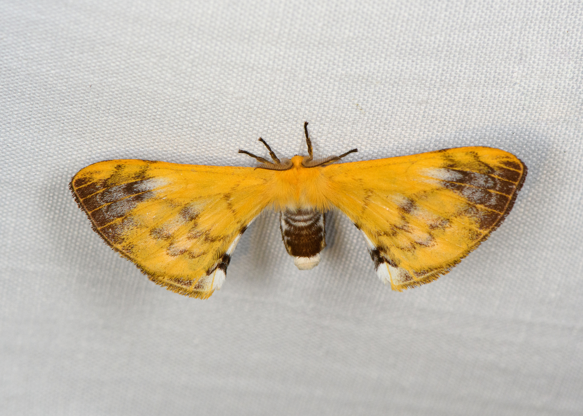 Elachyophtalma flava, Minggre, Arfak Mountains, Papua  Arfak Mountains,Australia (continent),Elachyophtalma flava,Geotagged,Indonesia,Minggre,New Guinea,Papua,Papua 2023,Spring,Vogelkop,West Papua,Western New Guinea