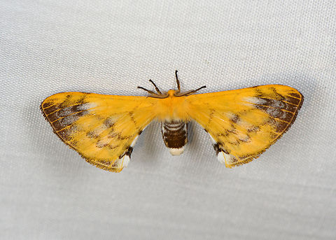 Elachyophtalma flava, Minggre, Arfak Mountains, Papua  Arfak Mountains,Australia (continent),Elachyophtalma flava,Geotagged,Indonesia,Minggre,New Guinea,Papua,Papua 2023,Spring,Vogelkop,West Papua,Western New Guinea
