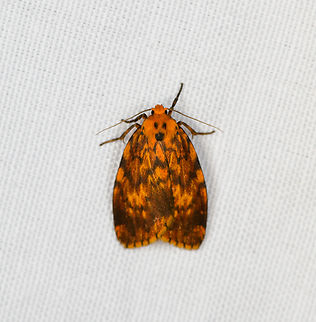 Lichen Moth, Minggre, Arfak Mountains, Papua Possibly cyme sp. Arfak Mountains,Australia (continent),Geotagged,Indonesia,Minggre,New Guinea,Papua,Papua 2023,Spring,Vogelkop,West Papua,Western New Guinea