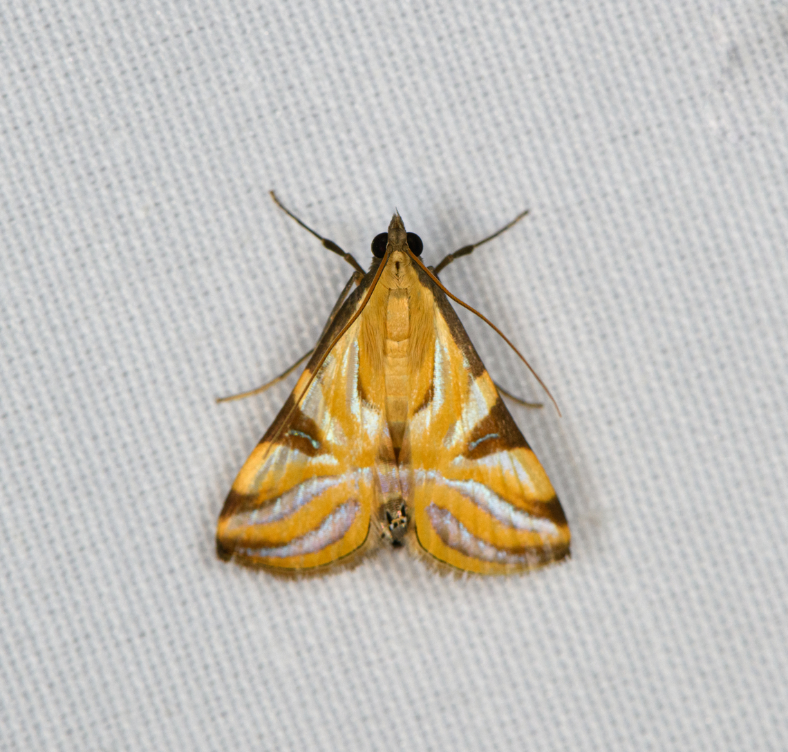 Talanga sexpunctalis, Minggre, Arfak Mountains, Papua  Arfak Mountains,Australia (continent),Geotagged,Indonesia,Minggre,New Guinea,Papua,Papua 2023,Spring,Talanga sexpunctalis,Vogelkop,West Papua,Western New Guinea