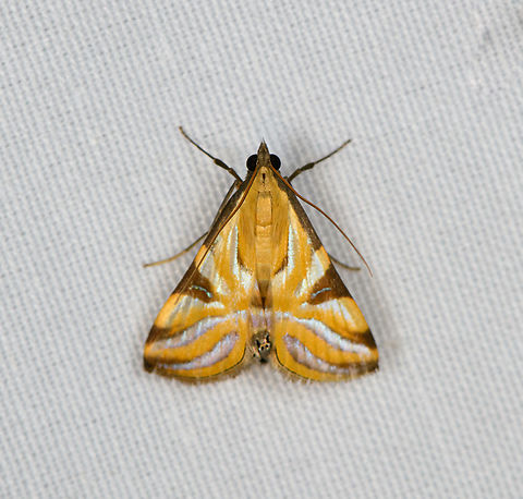 Talanga sexpunctalis, Minggre, Arfak Mountains, Papua  Arfak Mountains,Australia (continent),Geotagged,Indonesia,Minggre,New Guinea,Papua,Papua 2023,Spring,Talanga sexpunctalis,Vogelkop,West Papua,Western New Guinea