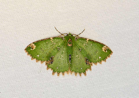Eucyclodes decorata, Minggre, Arfak Mountains, Papua https://www.papua-insects.nl/insect orders/Lepidoptera/Geometridae/Geometrinae/Eucyclodes/Eucyclodes decorata.htm Arfak Mountains,Australia (continent),Eucyclodes decorata,Geotagged,Indonesia,Minggre,New Guinea,Papua,Papua 2023,Spring,Vogelkop,West Papua,Western New Guinea