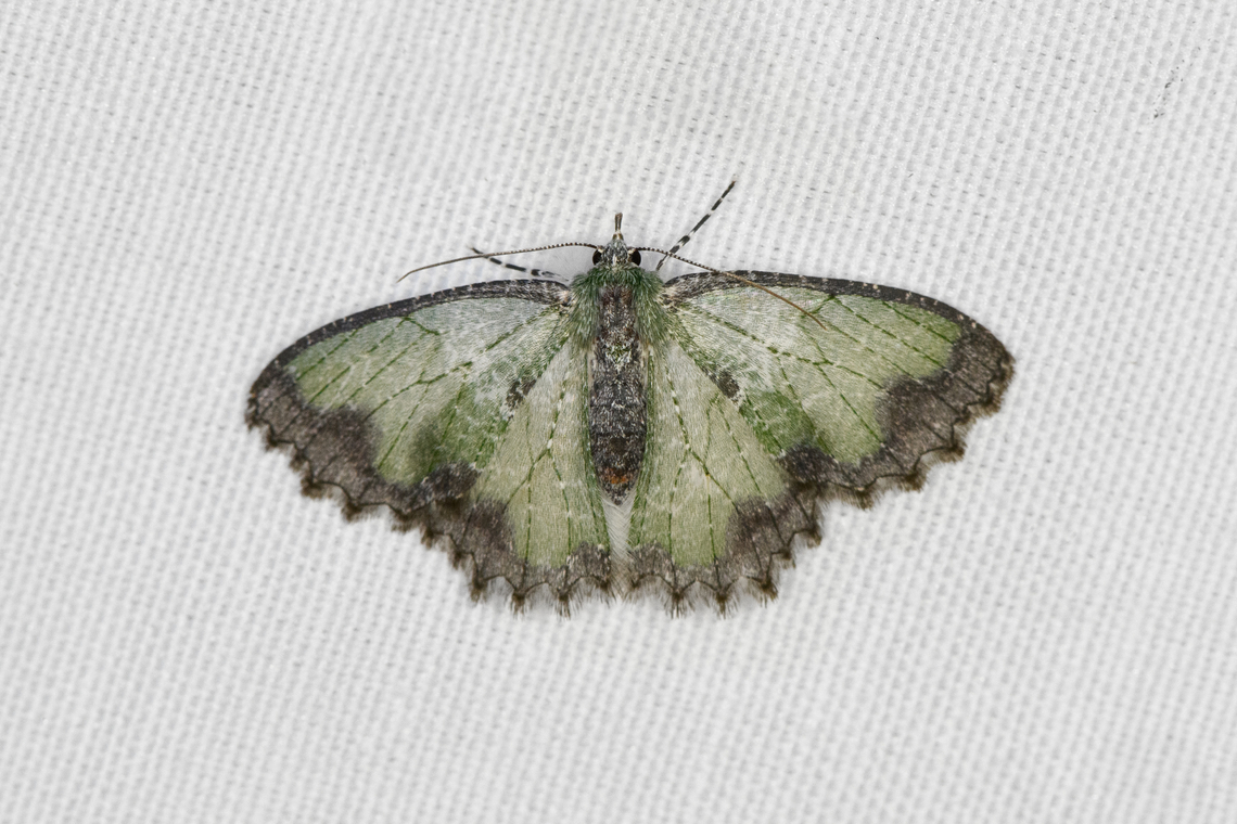 Eucyclodes iridescens, Minggre, Arfak Mountains, Papua  Arfak Mountains,Australia (continent),Eucyclodes iridescens,Geotagged,Indonesia,Minggre,New Guinea,Papua,Papua 2023,Spring,Vogelkop,West Papua,Western New Guinea