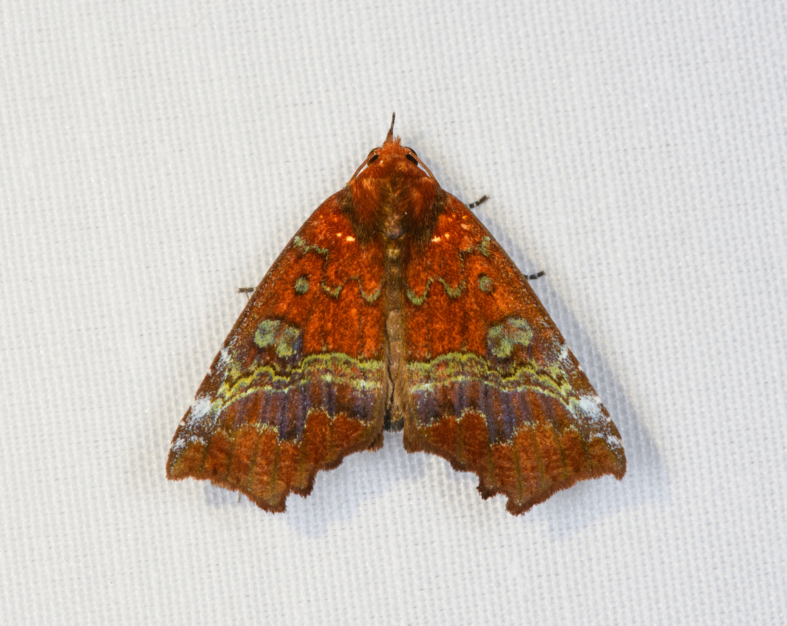 Lineopalpa dealbata, Minggre, Arfak Mountains, Papua  Arfak Mountains,Australia (continent),Geotagged,Indonesia,Lineopalpa dealbata,Minggre,New Guinea,Papua,Papua 2023,Spring,Vogelkop,West Papua,Western New Guinea