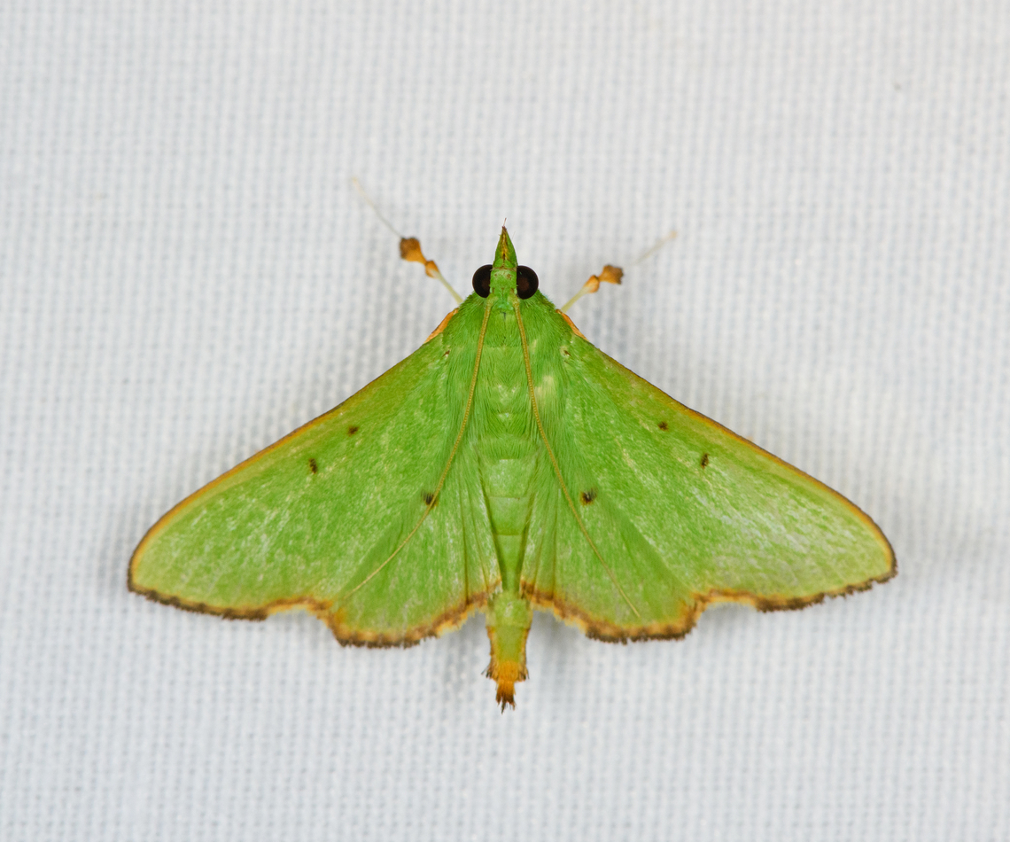 Parotis punctiferalis, Minggre, Arfak Mountains, Papua  Arfak Mountains,Australia (continent),Geotagged,Indonesia,Minggre,New Guinea,Papua,Papua 2023,Parotis punctiferalis,Spring,Vogelkop,West Papua,Western New Guinea