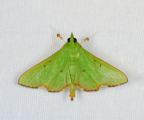 Parotis punctiferalis, Minggre, Arfak Mountains, Papua  Arfak Mountains,Australia (continent),Geotagged,Indonesia,Minggre,New Guinea,Papua,Papua 2023,Parotis punctiferalis,Spring,Vogelkop,West Papua,Western New Guinea