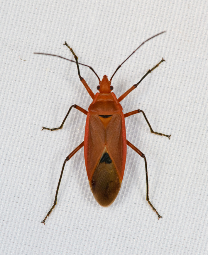 Dysdercus fuscomaculatus, Minggre, Arfak Mountains, Papua  Arfak Mountains,Australia (continent),Dysdercus fuscomaculatus,Geotagged,Indonesia,Minggre,New Guinea,Papua,Papua 2023,Spring,Vogelkop,West Papua,Western New Guinea